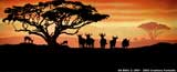Africa Backdrops